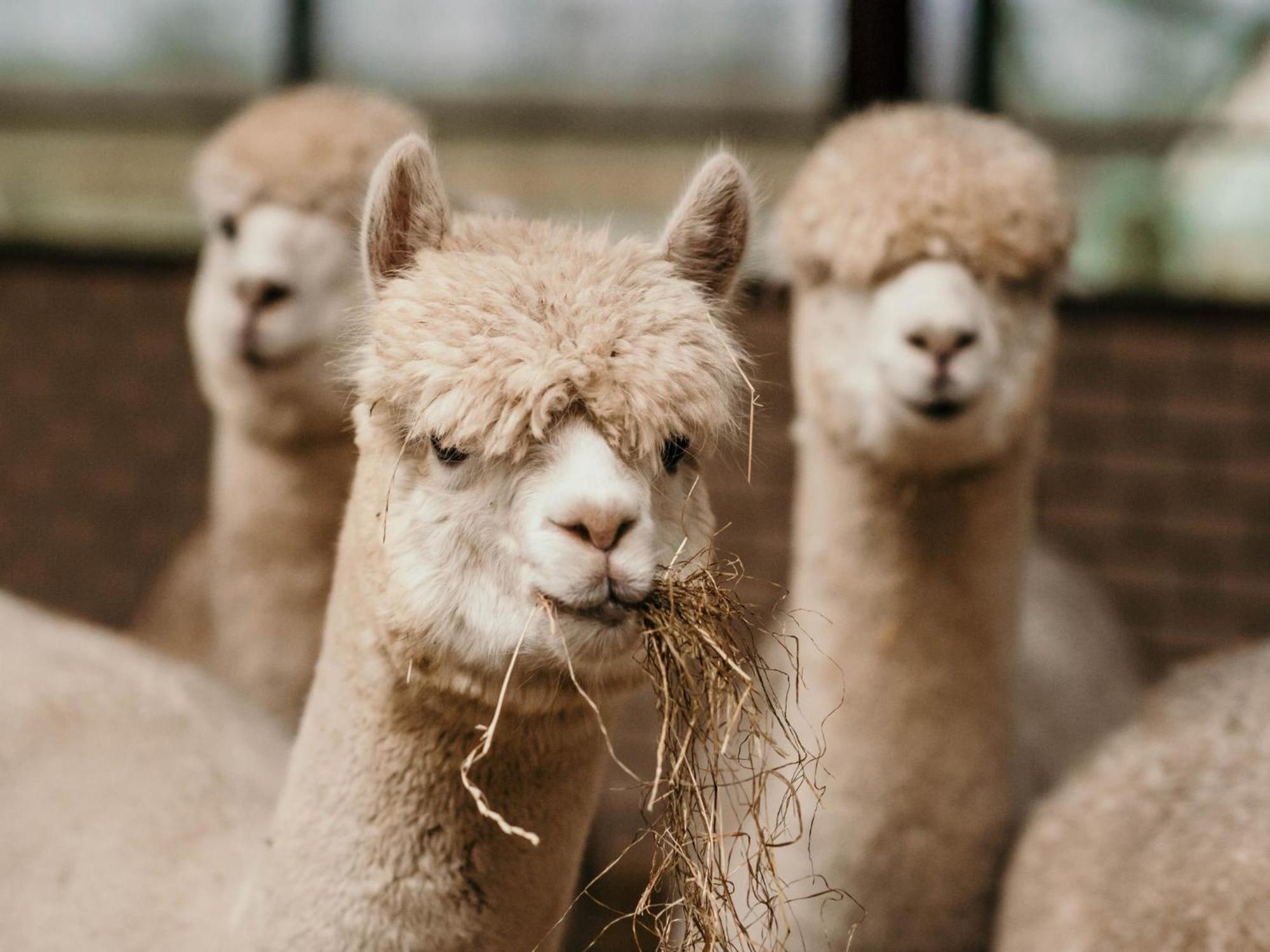 Alpacafarm Vorstenbosch Ngoại thất bức ảnh