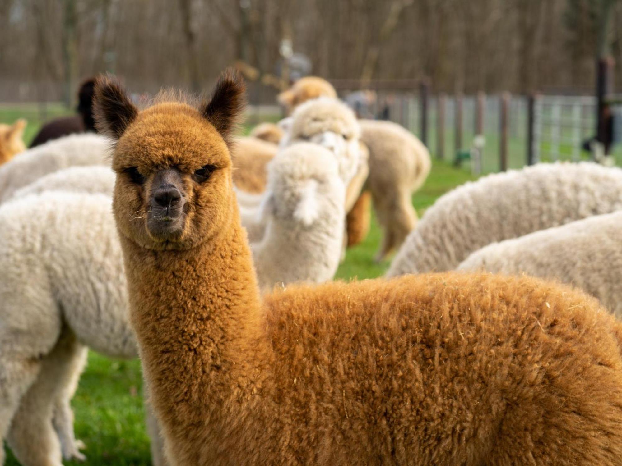 Alpacafarm Vorstenbosch Ngoại thất bức ảnh