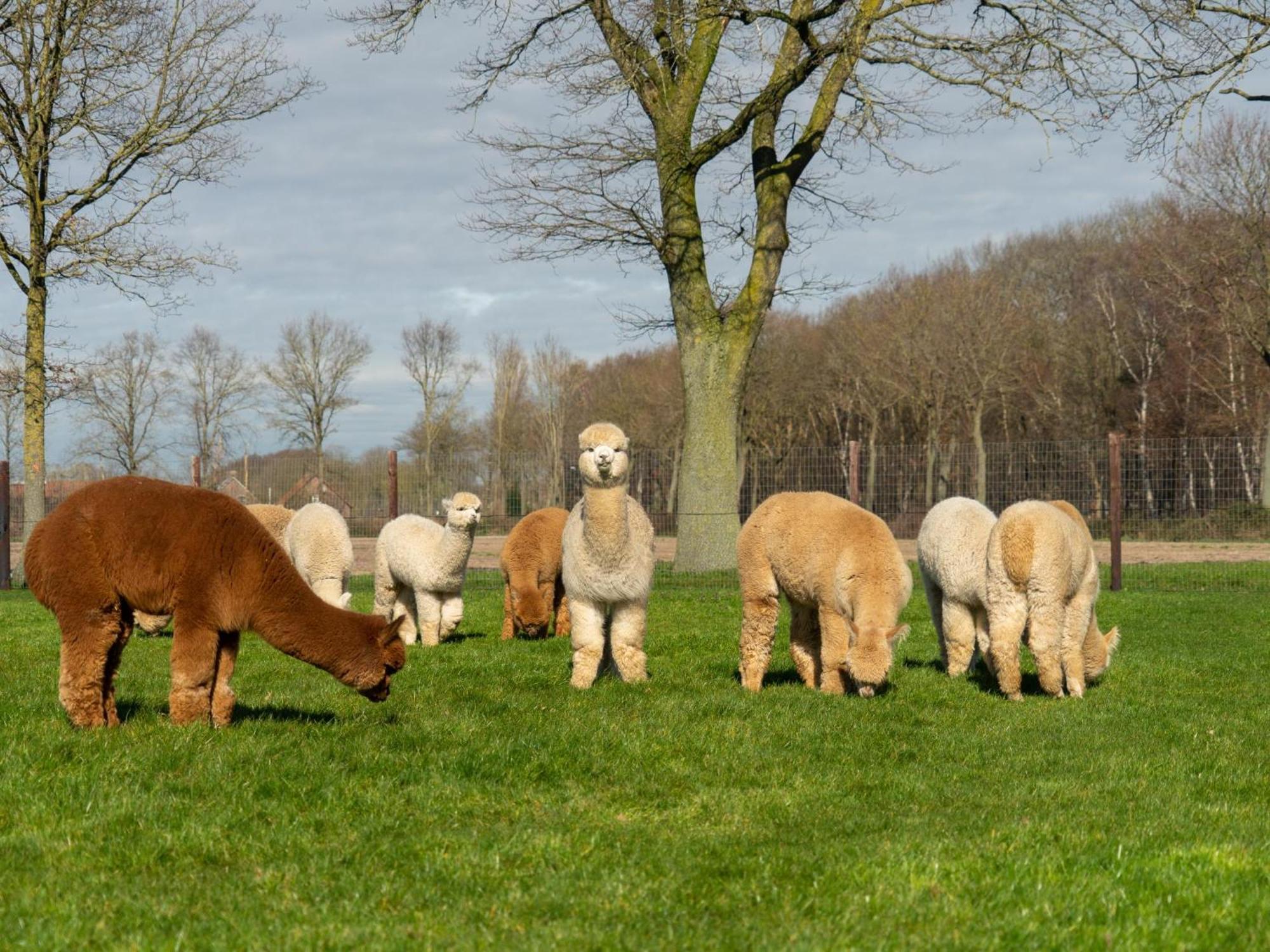 Alpacafarm Vorstenbosch Ngoại thất bức ảnh