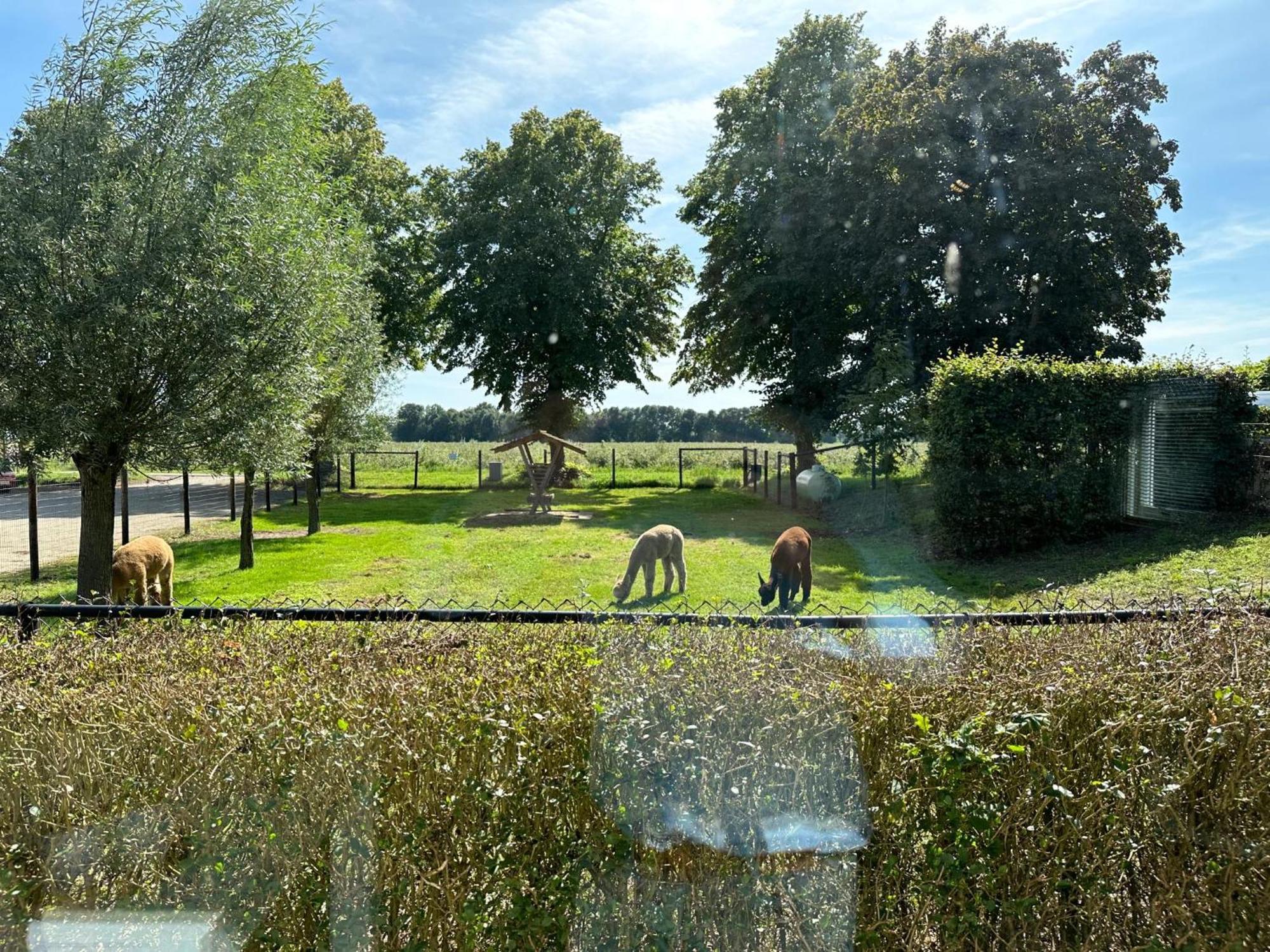 Alpacafarm Vorstenbosch Ngoại thất bức ảnh