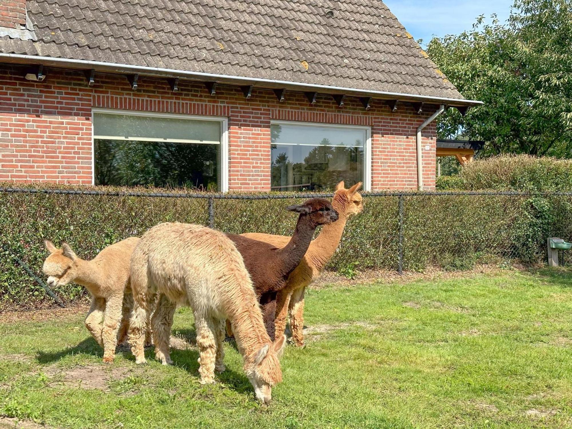 Alpacafarm Vorstenbosch Ngoại thất bức ảnh