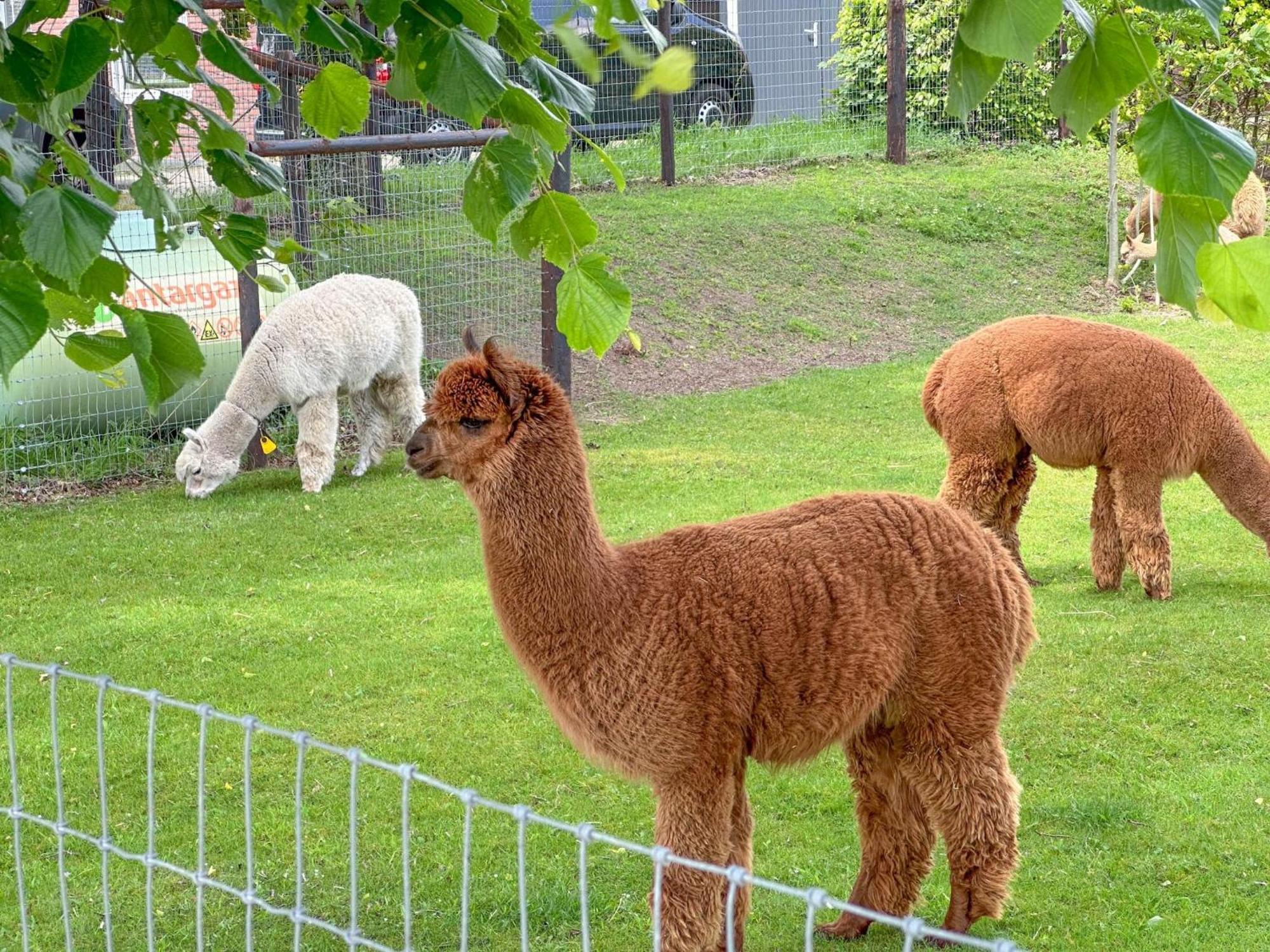 Alpacafarm Vorstenbosch Ngoại thất bức ảnh