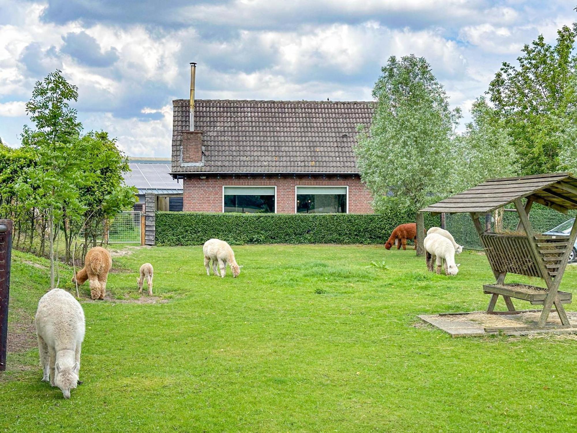 Alpacafarm Vorstenbosch Ngoại thất bức ảnh