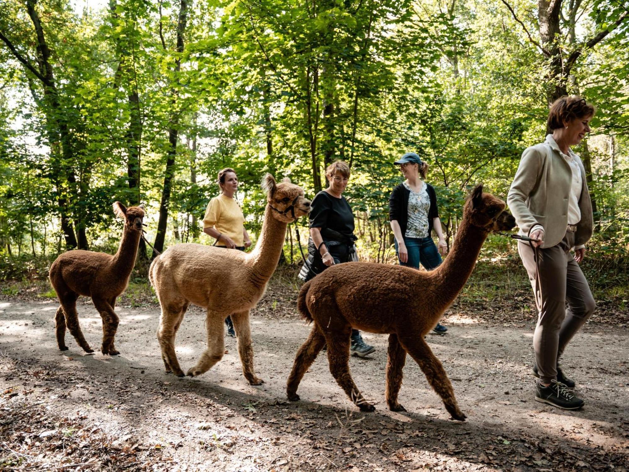Alpacafarm Vorstenbosch Ngoại thất bức ảnh